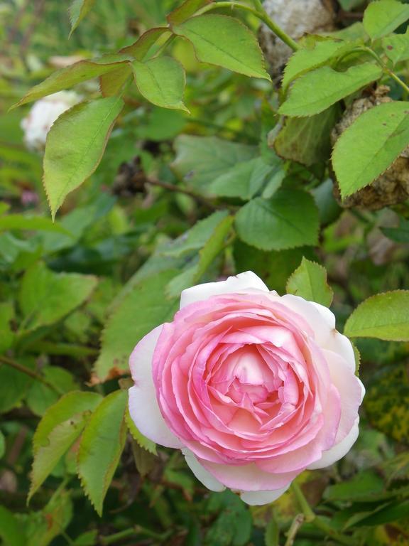Fleur De Ciel Villa Loos-en-Gohelle Eksteriør bilde