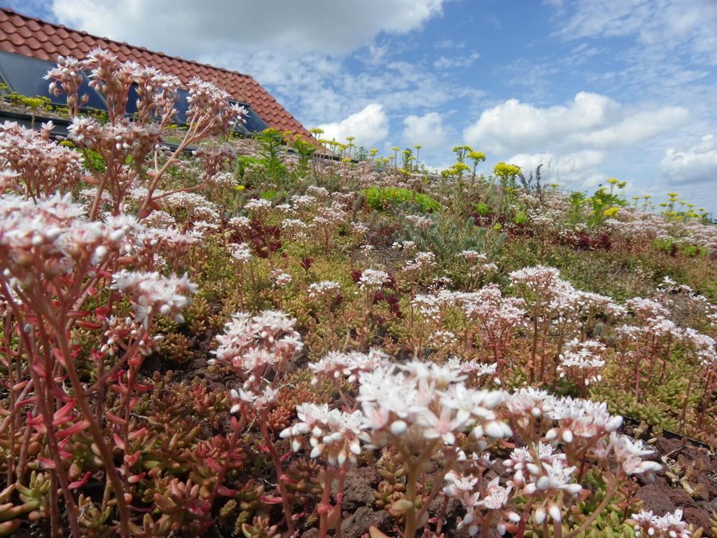 Fleur De Ciel Villa Loos-en-Gohelle Eksteriør bilde